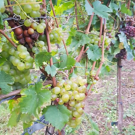 Kretzschau Ferienwohnung Weingut Lahmer August מראה חיצוני תמונה
