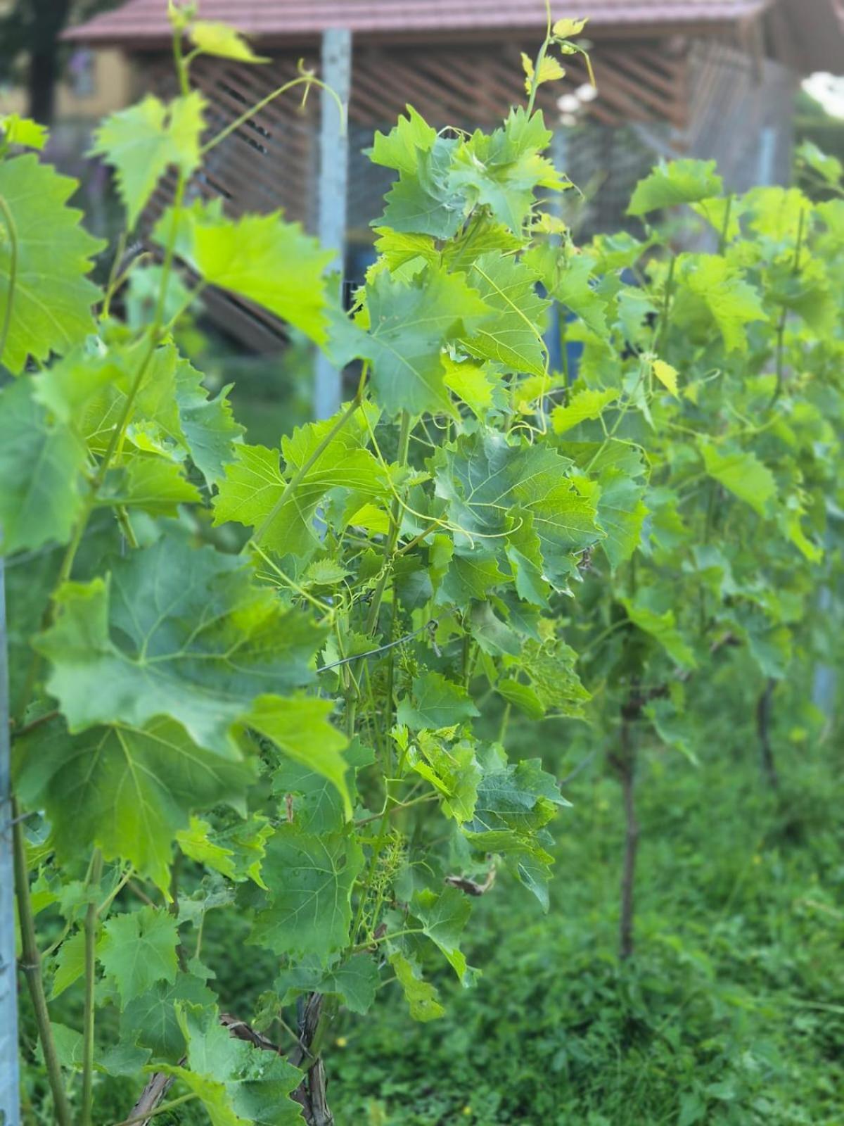 Kretzschau Ferienwohnung Weingut Lahmer August מראה חיצוני תמונה