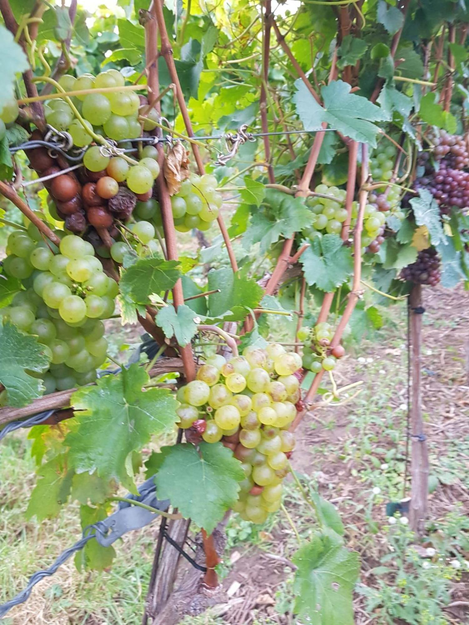 Kretzschau Ferienwohnung Weingut Lahmer August מראה חיצוני תמונה